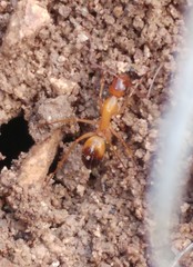 Camponotus sanctus