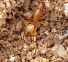 Camponotus sanctus