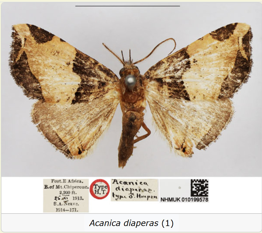 Acaenica