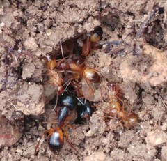 Camponotus sanctus