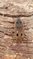 Graptopeltus validus