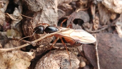 Camponotus sanctus