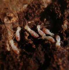 Reticulitermes clypeatus