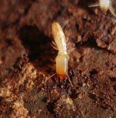 Reticulitermes clypeatus