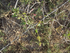 Commicarpus scandens