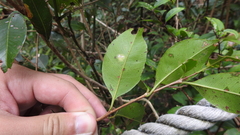 Syzygium formosanum