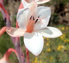 Fourcade's Watsonia (Watsonia fourcadei)