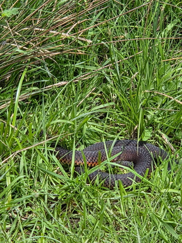 Lowlands Copperhead sighting