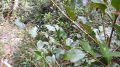 Syzygium formosanum