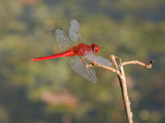 Crocothemis servilia