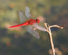 Crocothemis servilia