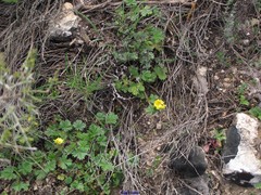 Potentilla verna
