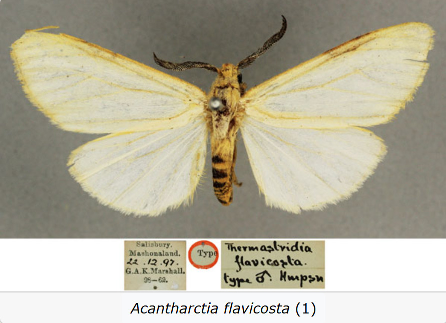 Acantharctia flavicosta