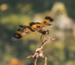 Rhyothemis variegata
