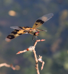 Rhyothemis variegata