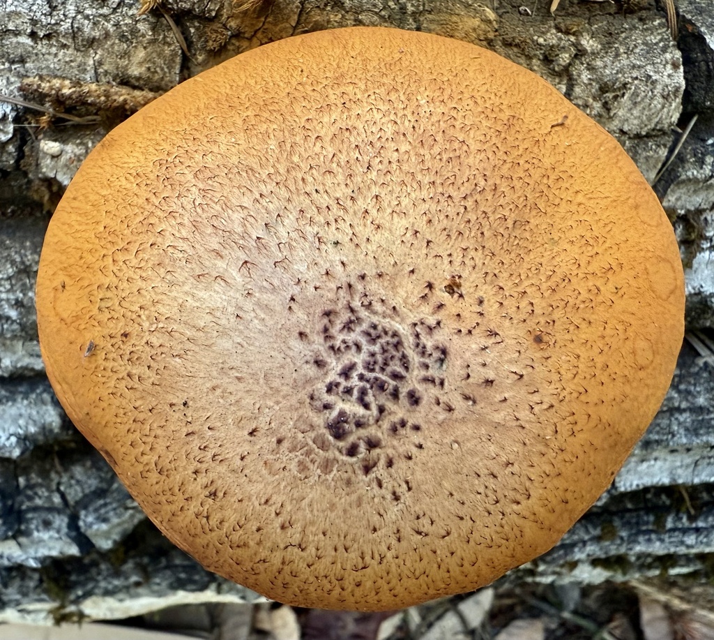 Gymnopilus luteofolius · November 2025 · photo: © hllrnnr (iNaturalist, cc0)
