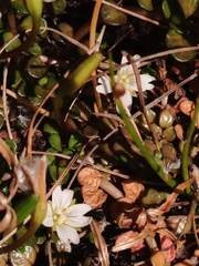 Epilobium komarovianum