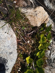 Epilobium komarovianum