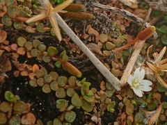 Epilobium komarovianum