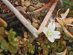 Epilobium komarovianum