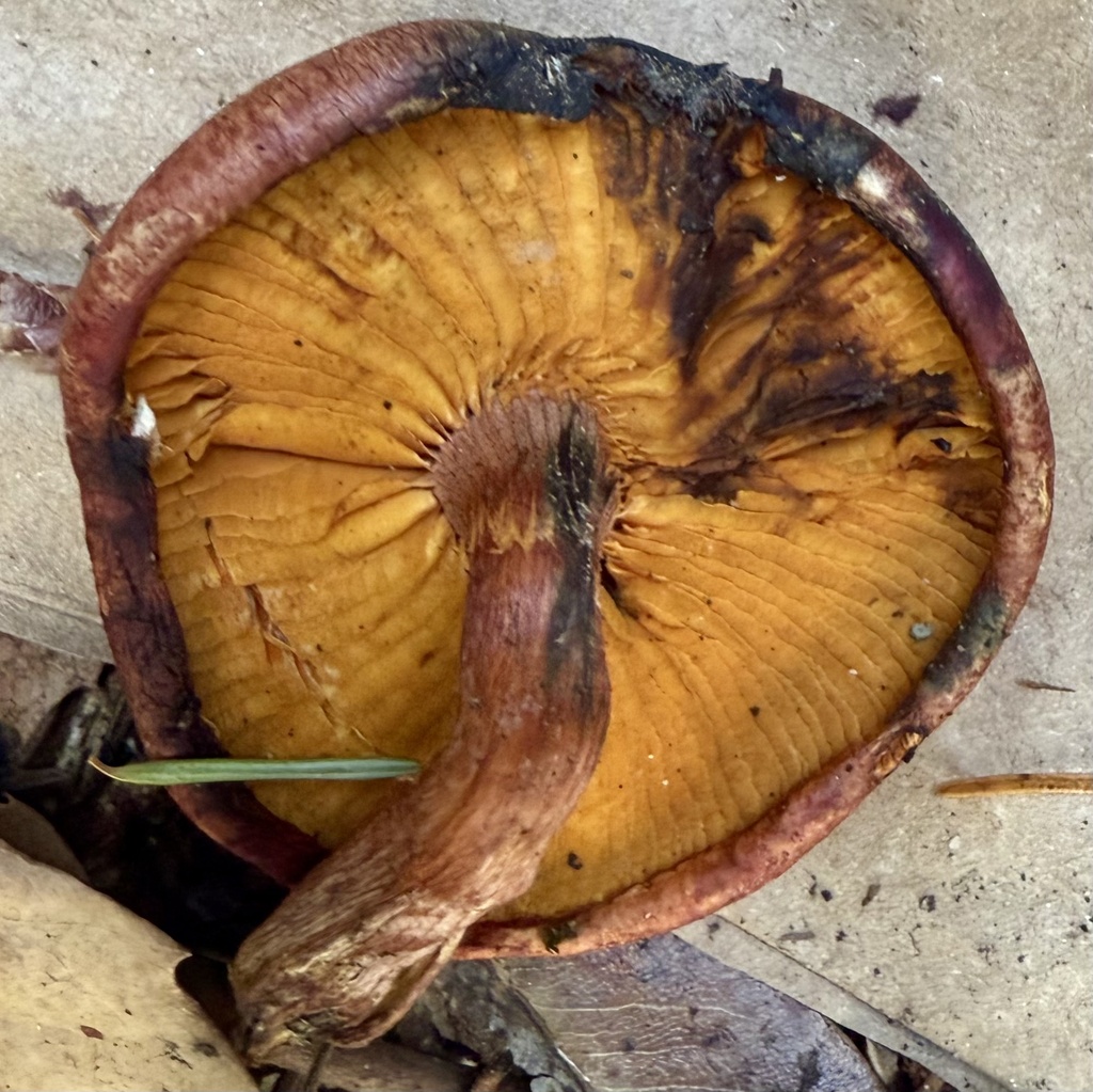 Gymnopilus luteofolius · November 2025 · photo: © hllrnnr (iNaturalist, cc0)
