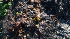 Splachnidium rugosum