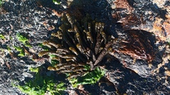 Splachnidium rugosum