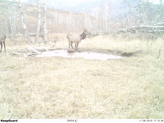 Cervus canadensis sibiricus