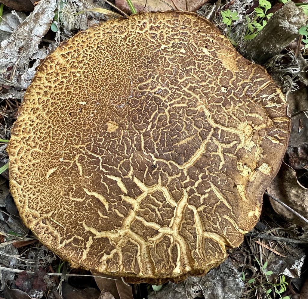 Xerocomus subtomentosus · November 2025 · photo: © hllrnnr (iNaturalist, cc0)