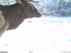 Cervus canadensis sibiricus