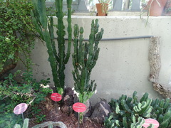 Euphorbia atrox