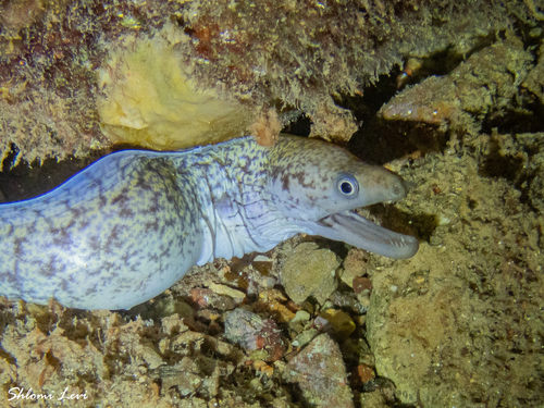 Moray eel