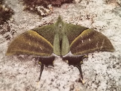 Teinopalpus imperialis