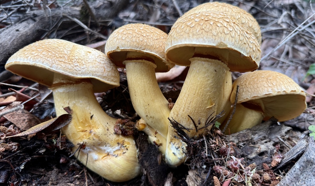 Gymnopilus ventricosus · November 2025 · photo: © hllrnnr (iNaturalist, cc0)
