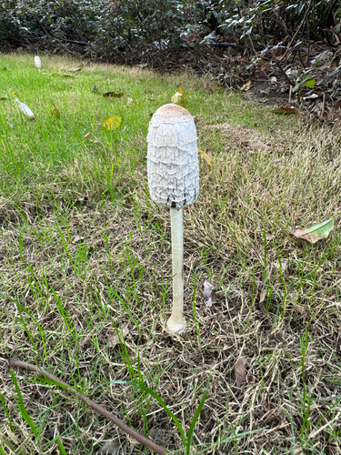 Shaggy Mane
