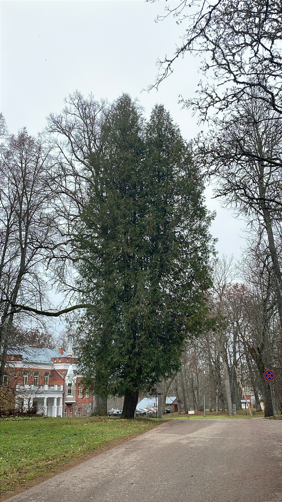 Thuja occidentalis