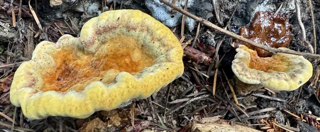 Phaeolus hispidoides · November 2025 · photo: © hllrnnr (iNaturalist, cc0)