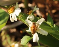 Apis mellifera