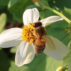 Apis mellifera