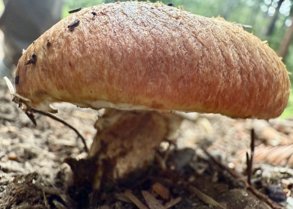 Suillus caerulescens · November 2025 · photo: © hllrnnr (iNaturalist, cc0)
