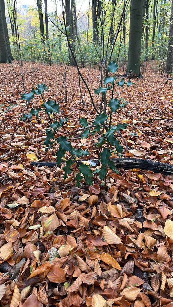 Ilex aquifolium