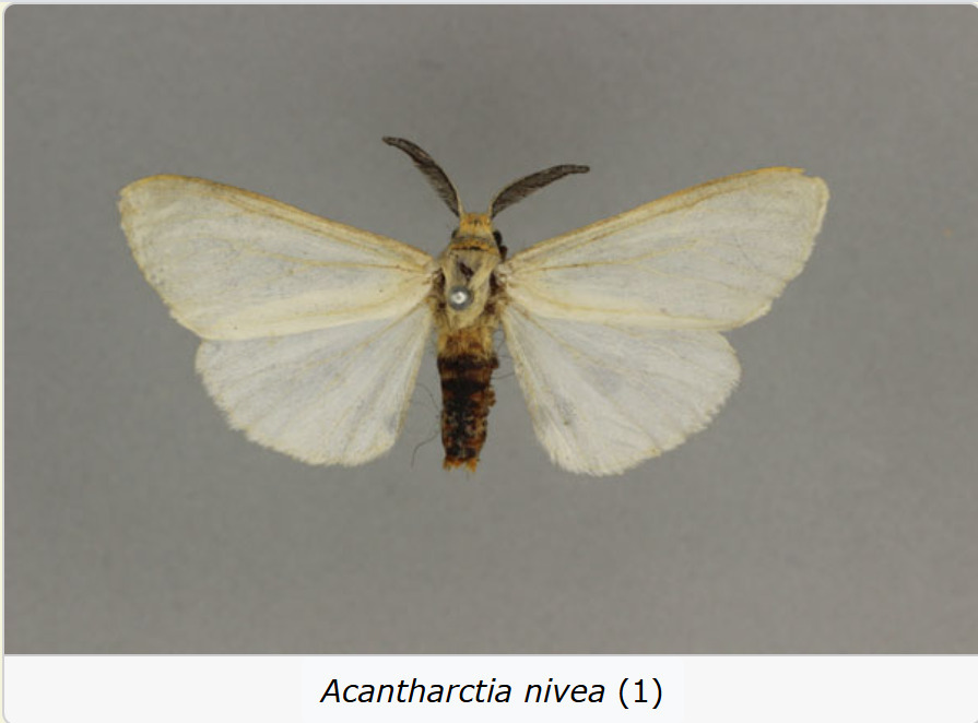 Acantharctia nivea