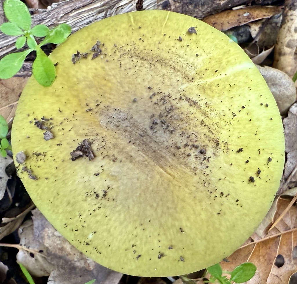 Amanita phalloides · November 2025 · photo: © hllrnnr (iNaturalist, cc0)