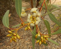 Eucalyptus socialis