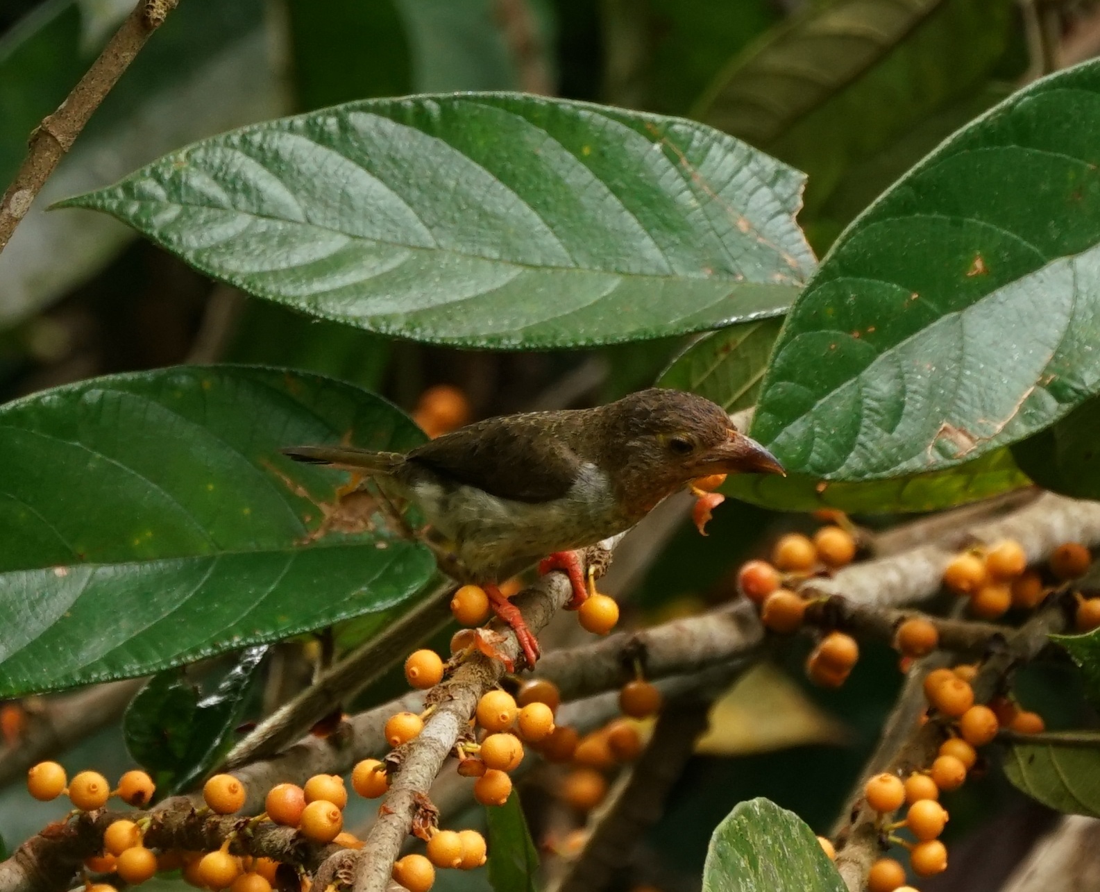 Brown Barbet (Caloramphus fuliginosus), photo 8