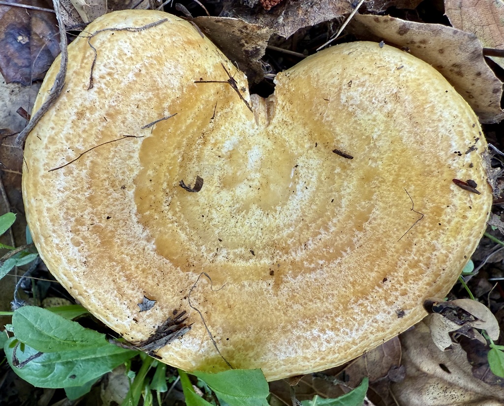 Lactarius alnicola · November 2025 · photo: © hllrnnr (iNaturalist, cc0)