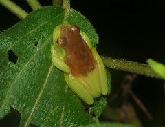 Hyloscirtus albopunctulatus