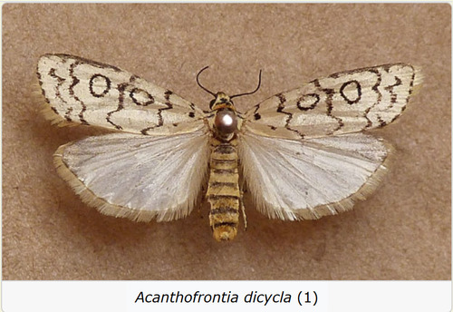 Acanthofrontia