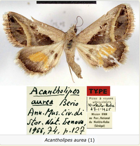 Acantholipes aurea