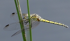 Trithemis dorsalis